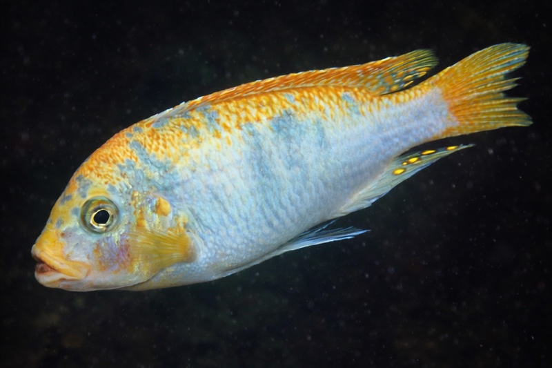 Maylandia mbenjii 'Mbenji Island'